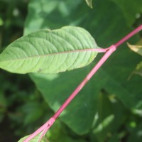 Persicaria chinensis (L.) H.Gross